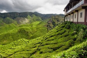 tea house