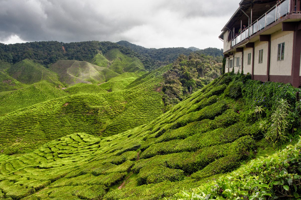 الرئيسية tea house